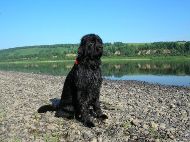 Фото: ньюфаундленд King of Helluland Dizzy Beauty