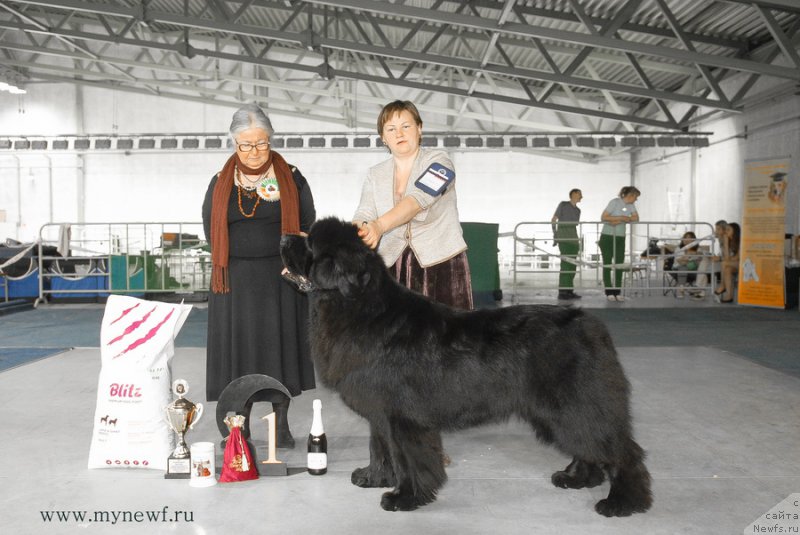 Фото: ньюфаундленд Акватория Келвин Ультиматум (Aquatoriya Kelvin Ultimatum)