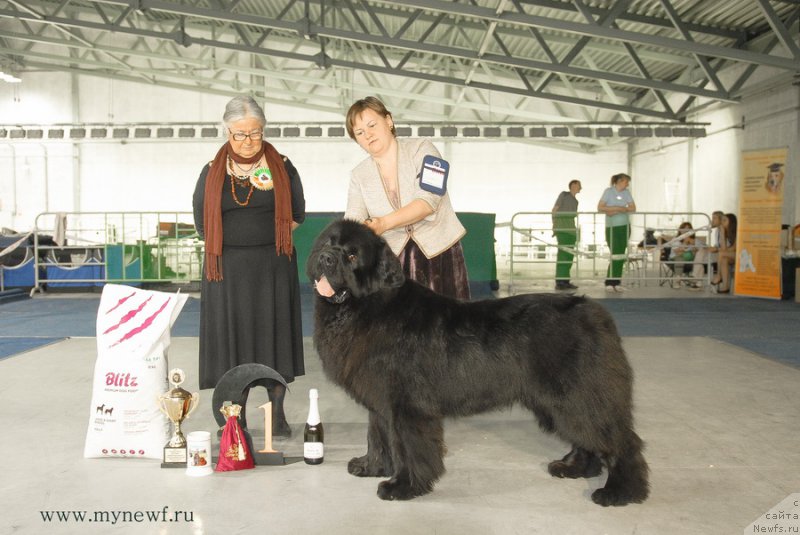 Фото: ньюфаундленд Акватория Келвин Ультиматум (Aquatoriya Kelvin Ultimatum)