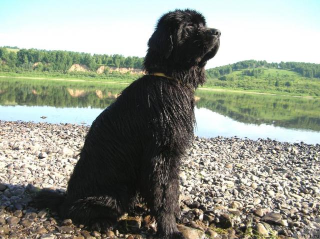 Фото: ньюфаундленд King of Helluland Dizzy Beauty