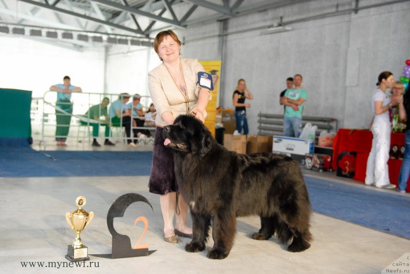 Фото: ньюфаундленд Акватория Келвин Щедрость Фортуны (Aquatoriya Kelvin Schedrost Fortuny)