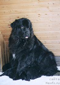 Фото: ньюфаундленд Baskia-Britta v.Trieberg