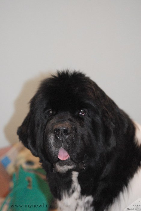 Фото: ньюфаундленд Сент Джонс Гламур Леди (Sent Djons Glamour Lady)