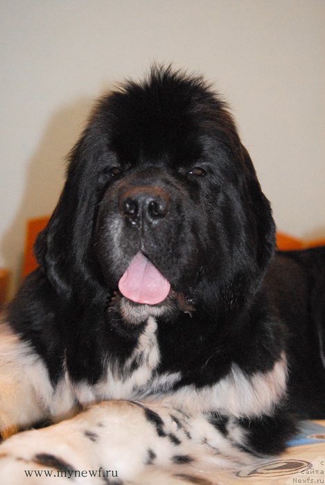 Фото: ньюфаундленд Сент Джонс Гламур Леди (Sent Djons Glamour Lady)