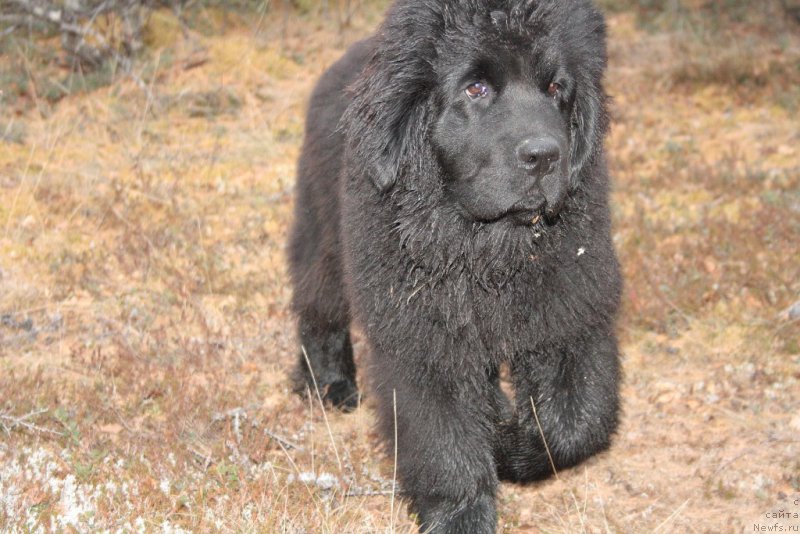 Фото: ньюфаундленд Анабелле Квин оф зэ Моунтайнс