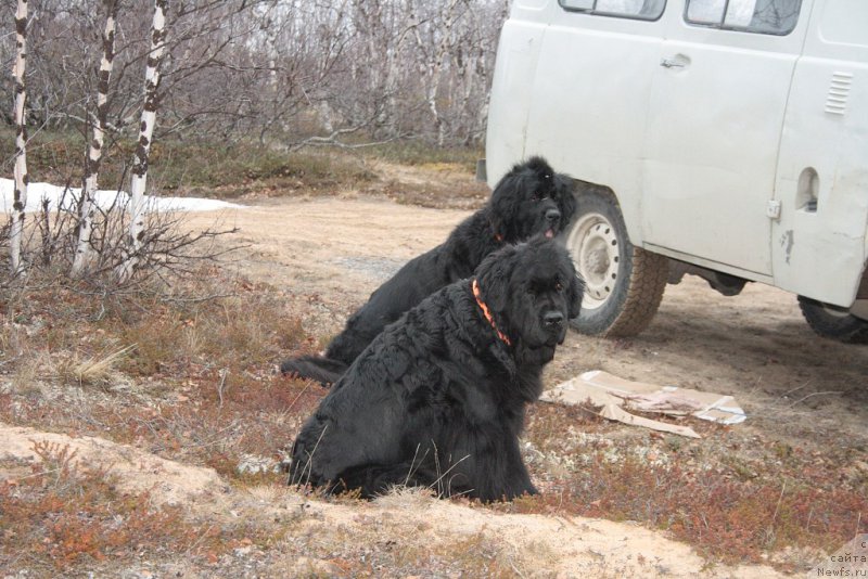 Фото: ньюфаундленд Fortuna of Giant's Island, ньюфаундленд Глория Гранд Блек