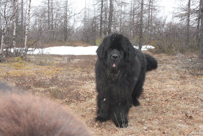 Фото: ньюфаундленд Бегущая по Волнам Зеро Коол