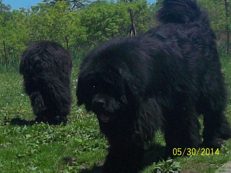 Фото: ньюфаундленд Супер Премиум Микадо (Super Premium Mikado)