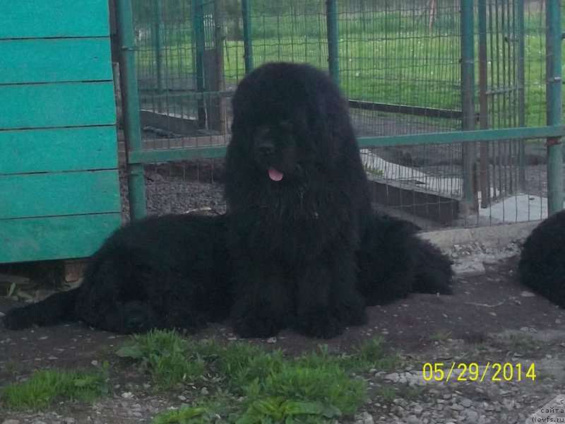 Фото: ньюфаундленд Супер Премиум Линиэль Дайлиррин (Super Premium Liniel Daylirring), ньюфаундленд Супер Премиум Микадо (Super Premium Mikado)