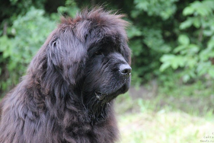 Фото: ньюфаундленд Мария Мирабелла с Берега Дона (Mariya Mirabella s Berega Dona)