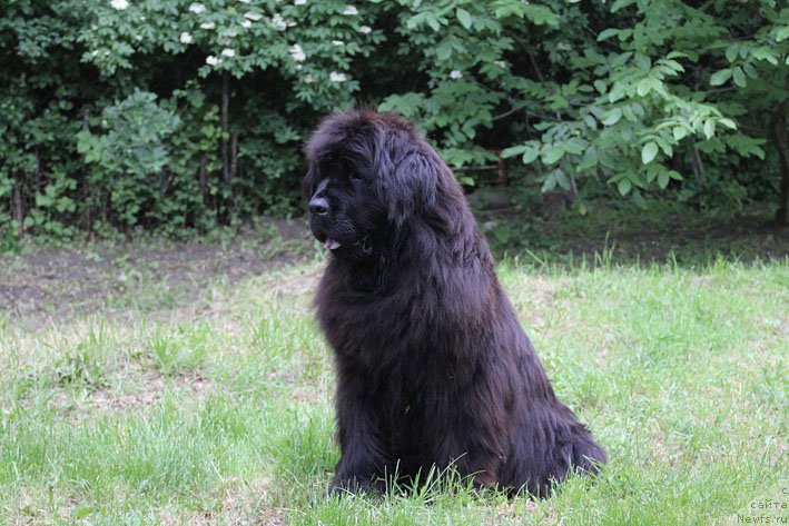 Фото: ньюфаундленд Мария Мирабелла с Берега Дона (Mariya Mirabella s Berega Dona)