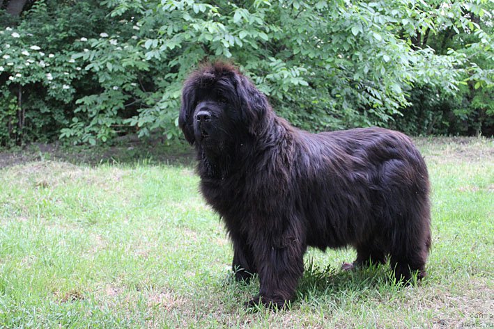 Фото: ньюфаундленд Мария Мирабелла с Берега Дона (Mariya Mirabella s Berega Dona)