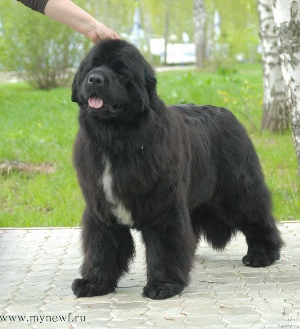 Фото: ньюфаундленд Моон Броок Белив Ин Ангел