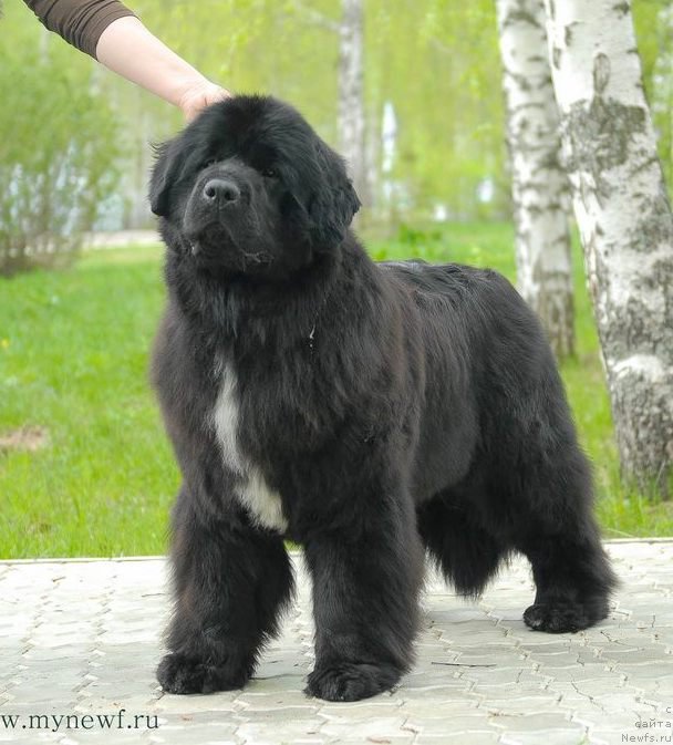 Фотография № 154933