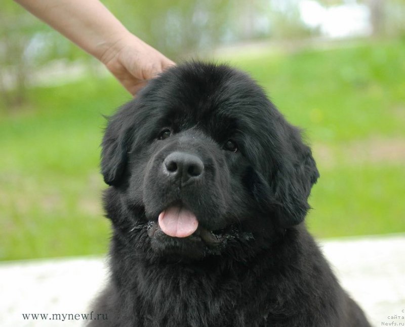 Фото: ньюфаундленд Моон Броок Белив Ин Ангел