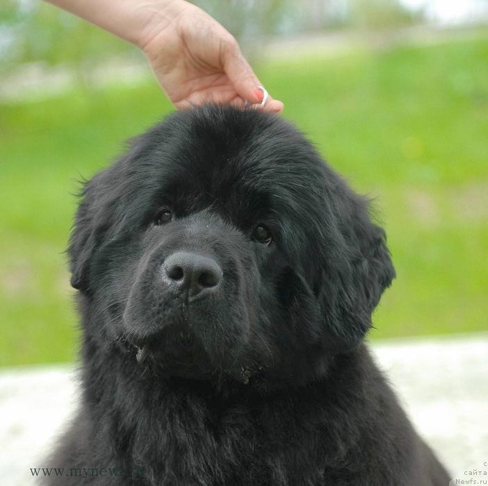 Фото: ньюфаундленд Моон Броок Белив Ин Ангел