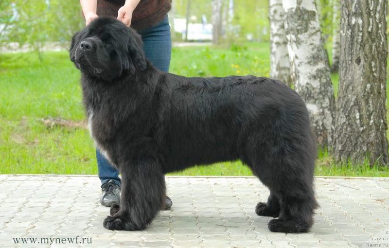 Фото: ньюфаундленд Моон Броок Белив Ин Ангел