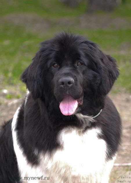 Фотография № 154938