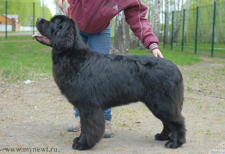 Фото: ньюфаундленд Аквиан Сонг Лаватера (Akvian Song Lavatera)