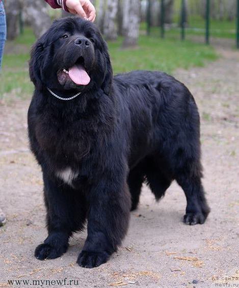 Фото: ньюфаундленд Аквиан Сонг Лаватера (Akvian Song Lavatera)