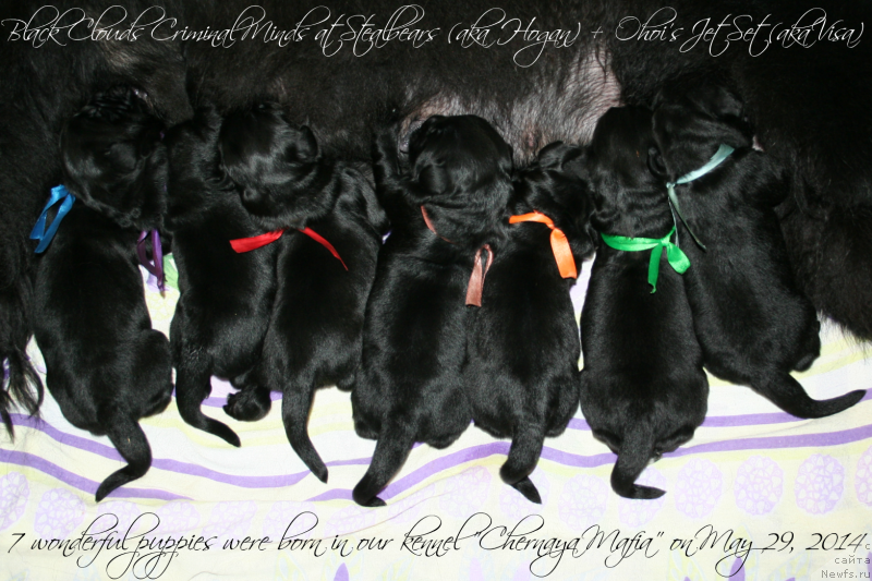 Фото: ньюфаундленд Черная Мафия Шаке анд Плау (Chernaya Mafia Shake and Play), ньюфаундленд Черная Мафия Шродингер Тхеору (Chernaya Mafia Shrodinger Theory), ньюфаундленд Черная Мафия Шорт анд Свеет (Chernaya Mafia Short and Sweet), ньюфаундленд Черная Мафия Шенген Виза (Chernaya Mafia Shengen Visa), ньюфаундленд Черная Мафия Ше ис а Ладу (Chernaya Mafia She is a Lady), ньюфаундленд Черная Мафия Шапе оф му Хеарт (Chernaya Mafia Shape of my Heart), ньюфаундленд Черная Мафия Шот ин тхе Дарк (Chernaya Mafia Shot in the Dark)