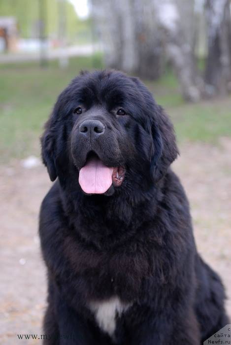 Фото: ньюфаундленд Аквиан Сонг Лаватера (Akvian Song Lavatera)