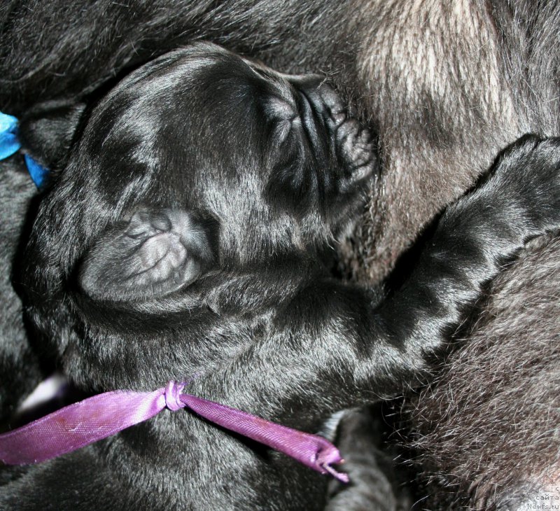 Фото: ньюфаундленд Черная Мафия Шродингер Тхеору (Chernaya Mafia Shrodinger Theory)