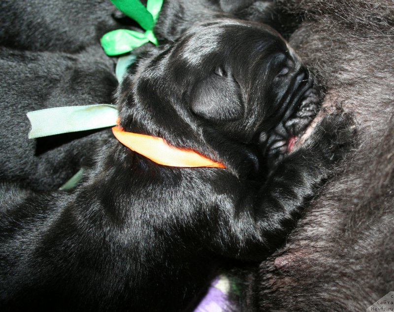 Фото: ньюфаундленд Черная Мафия Ше ис а Ладу (Chernaya Mafia She is a Lady)