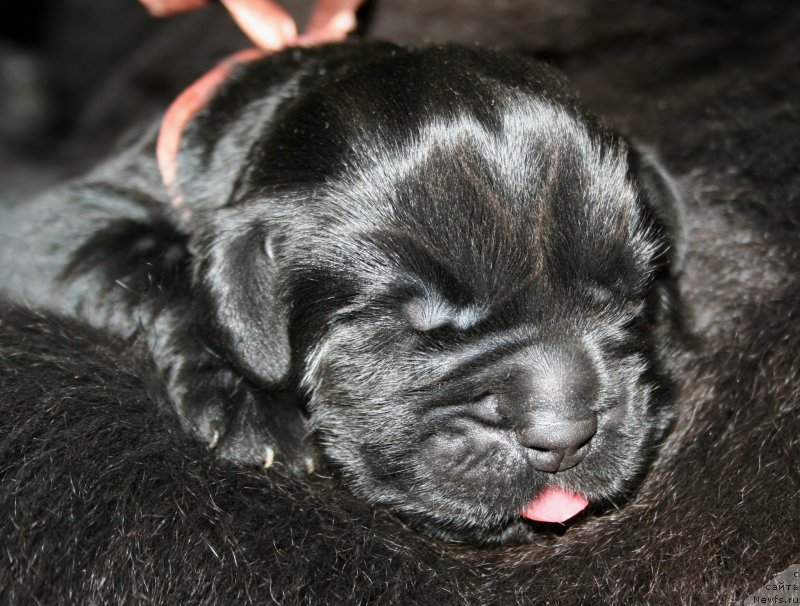 Фото: ньюфаундленд Черная Мафия Шенген Виза (Chernaya Mafia Shengen Visa)