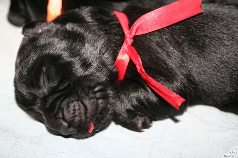 Фото: ньюфаундленд Черная Мафия Шорт анд Свеет (Chernaya Mafia Short and Sweet)