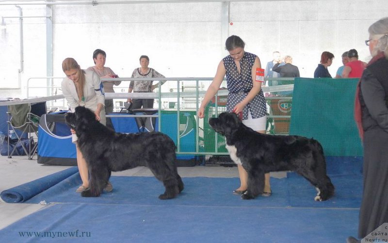 Фото: ньюфаундленд Икона Стиля