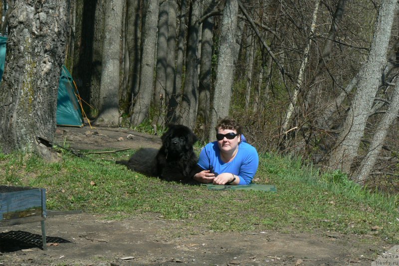 Фото: ньюфаундленд Смигар Укротительница Тигров, ньюфаундленд Смигар Укротительница Тигров