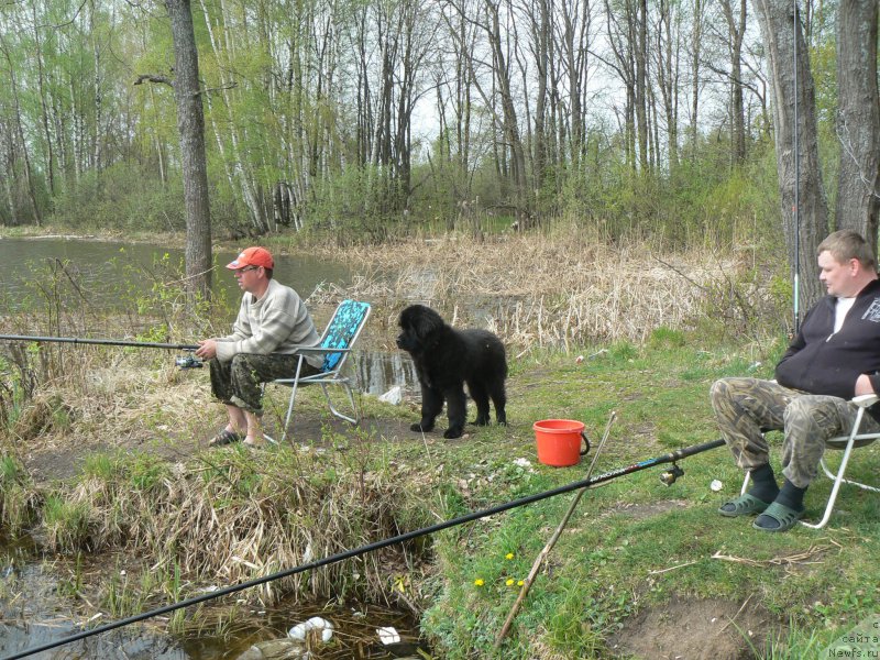 Фото: ньюфаундленд Смигар Укротительница Тигров, Михаил Пуцилло