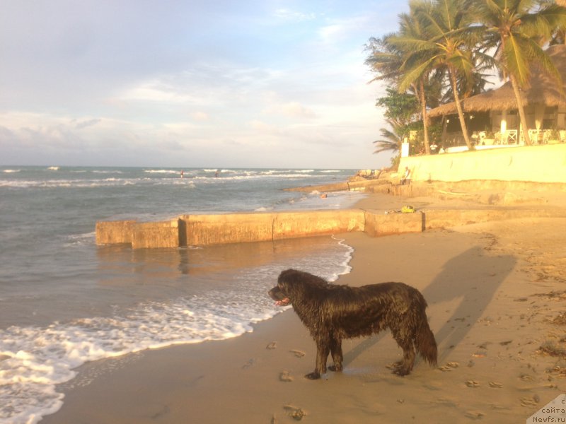 Фото: ньюфаундленд Питерньюф ИМХО (Piternyuf IMXO)