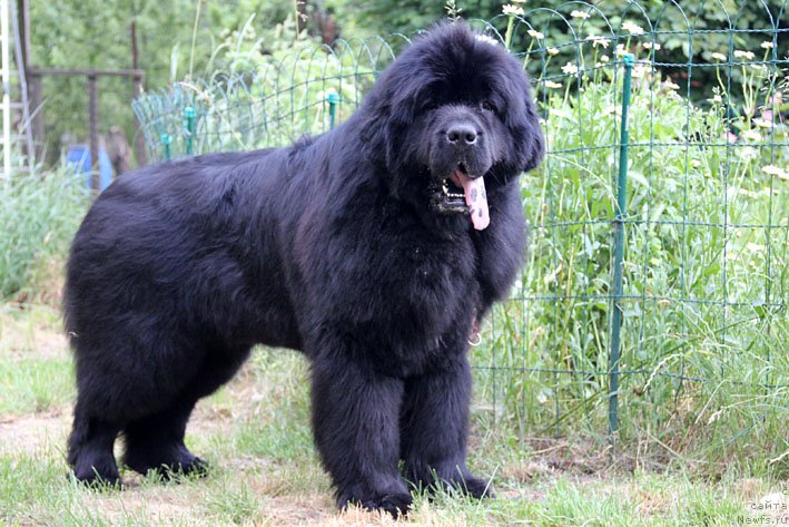 Фото: ньюфаундленд Амбер Чарм Елеутерос