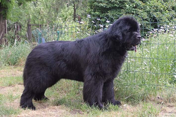 Фото: ньюфаундленд Амбер Чарм Елеутерос