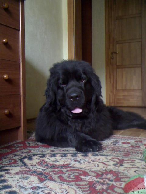 Фото: ньюфаундленд Топ Ган