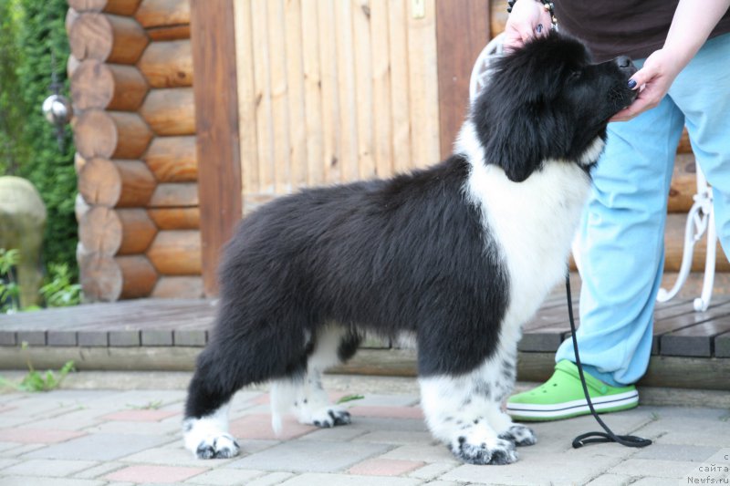 Фото: ньюфаундленд I love You Moon Bear