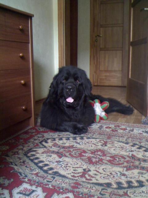 Фото: ньюфаундленд Топ Ган