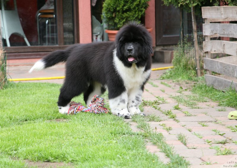 Фото: ньюфаундленд I love You Moon Bear