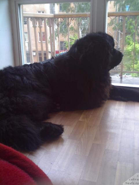 Фото: ньюфаундленд Топ Ган