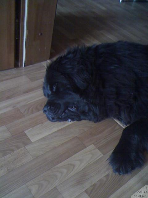 Фото: ньюфаундленд Топ Ган