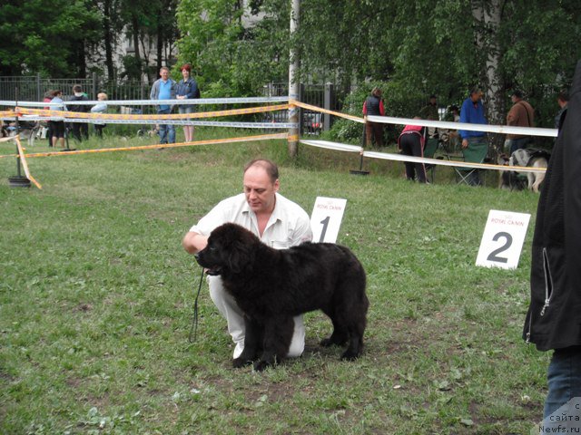 Фото: ньюфаундленд Это Счастье с Берега Дона (Eto Schast'e s Berega Dona)