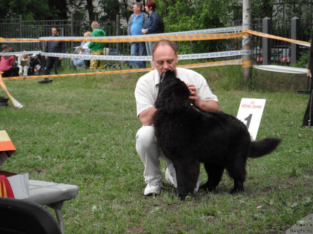 Фото: ньюфаундленд Это Счастье с Берега Дона (Eto Schast'e s Berega Dona)