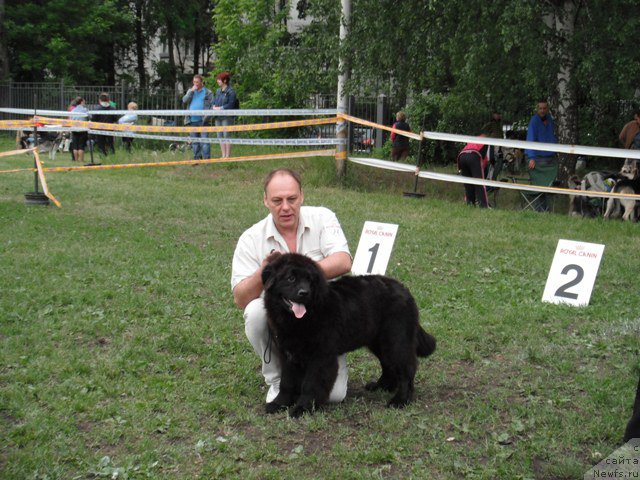 Фото: ньюфаундленд Это Счастье с Берега Дона (Eto Schast'e s Berega Dona)