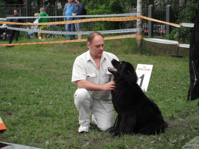 Фото: ньюфаундленд Это Счастье с Берега Дона (Eto Schast'e s Berega Dona)