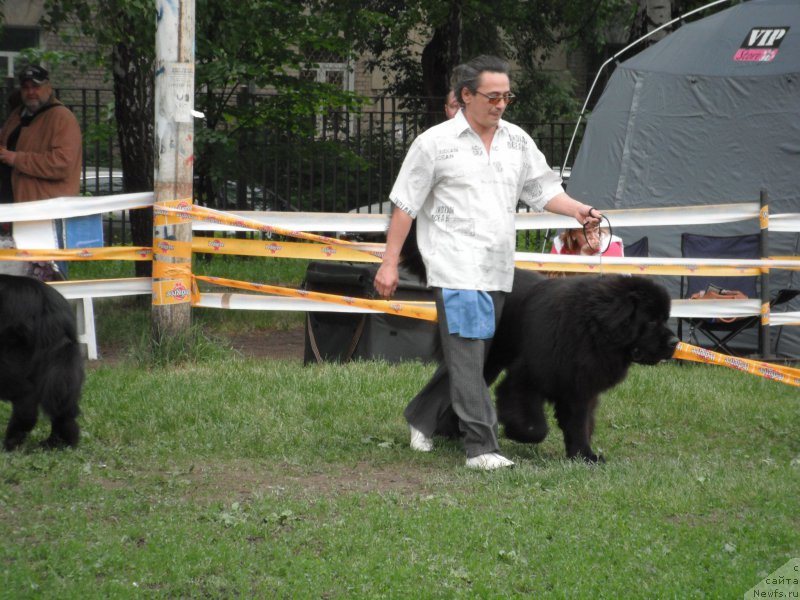 Фото: ньюфаундленд Черчиль Сэр Гай