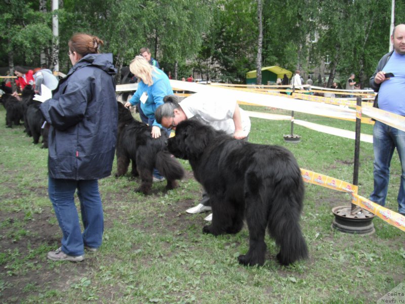 Фото: ньюфаундленд Черчиль Сэр Гай