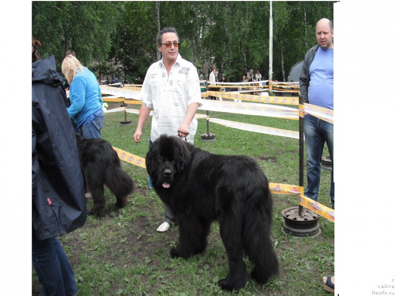 Фото: ньюфаундленд Черчиль Сэр Гай