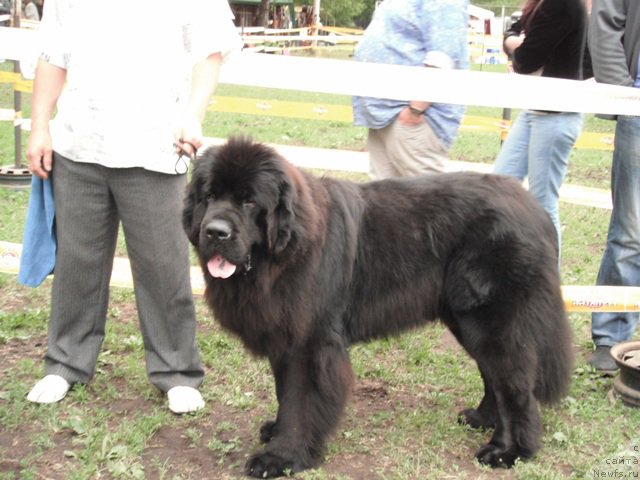 Фото: ньюфаундленд Черчиль Сэр Гай